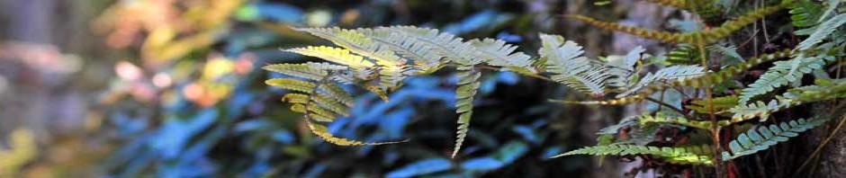 THE SUSTAINABILITY REPORT